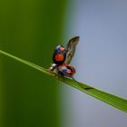 Hab meinen ersten Marienkäfer entdeckt 