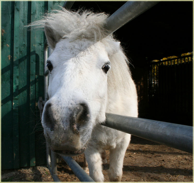 Hab mich lieb...