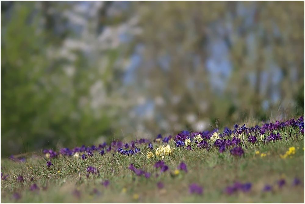 hab' mir gedacht, so eine wildblumenwiese sehe ich auch nicht täglich