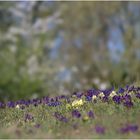 hab' mir gedacht, so eine wildblumenwiese sehe ich auch nicht täglich