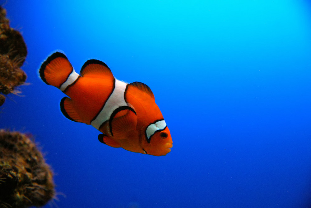 ... hab Nemo gefunden ;-)