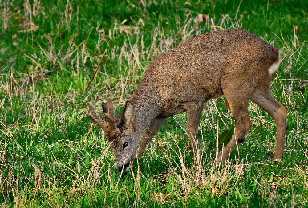 "Hab nen Bock Geschossen - nicht Erschossen"