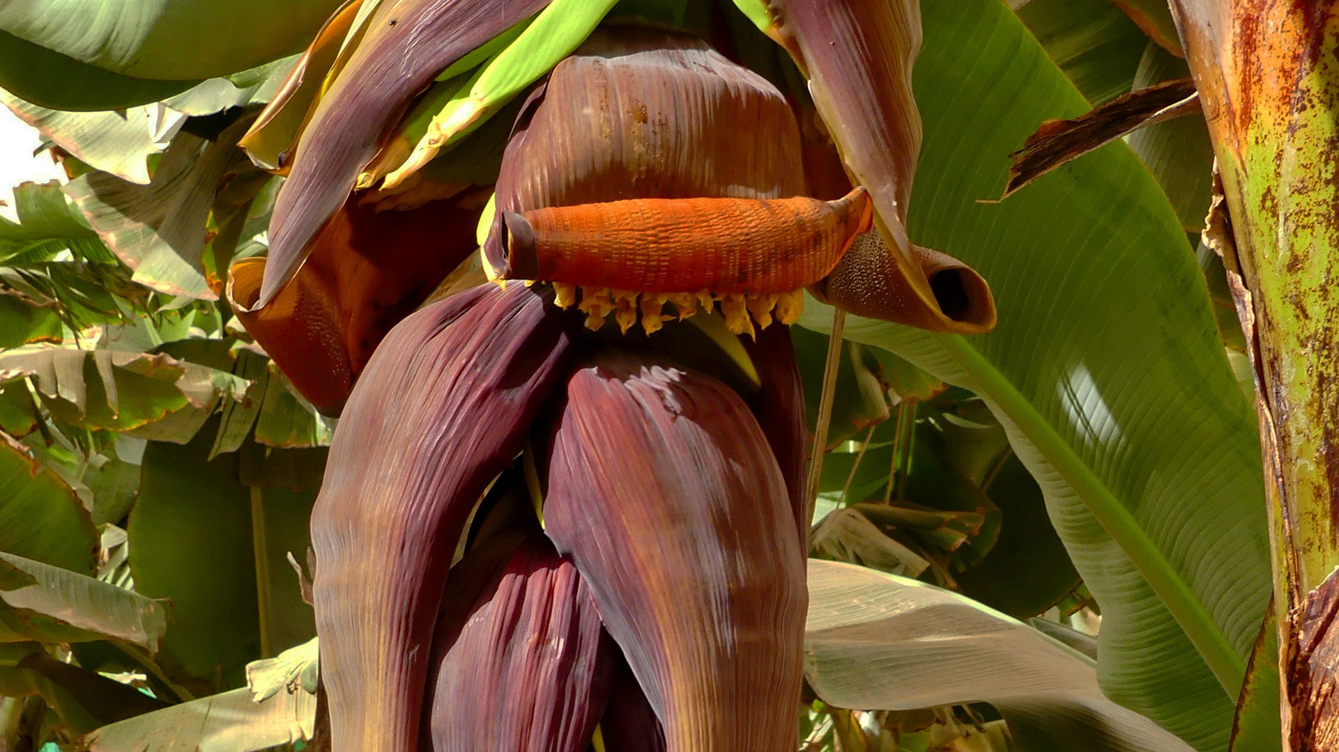 Hab nix Gespiegeltes, deshalb ersatzweise die Bananenblüte....