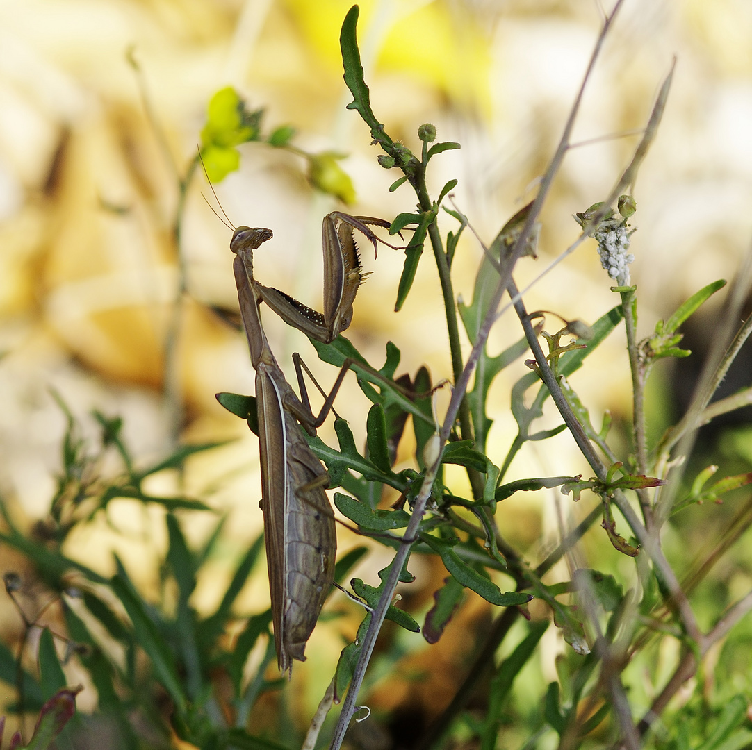 Hab noch eine gefunden - Mantis religiosa in braun