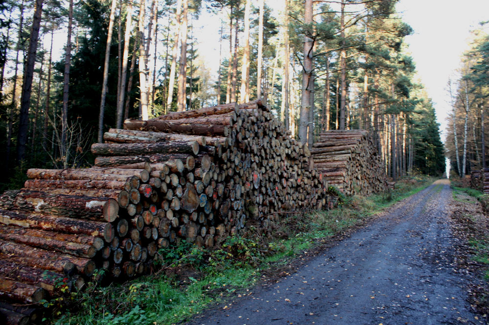 Hab noch mehr Holz für den Winter