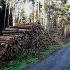 Hab noch mehr Holz für den Winter