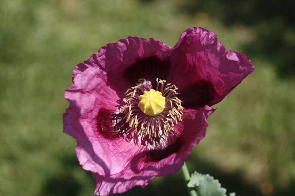 hab noch mehr Mohn gefunden