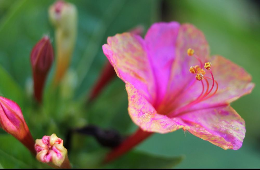 ...hab sie als Wunderblume gekauft,