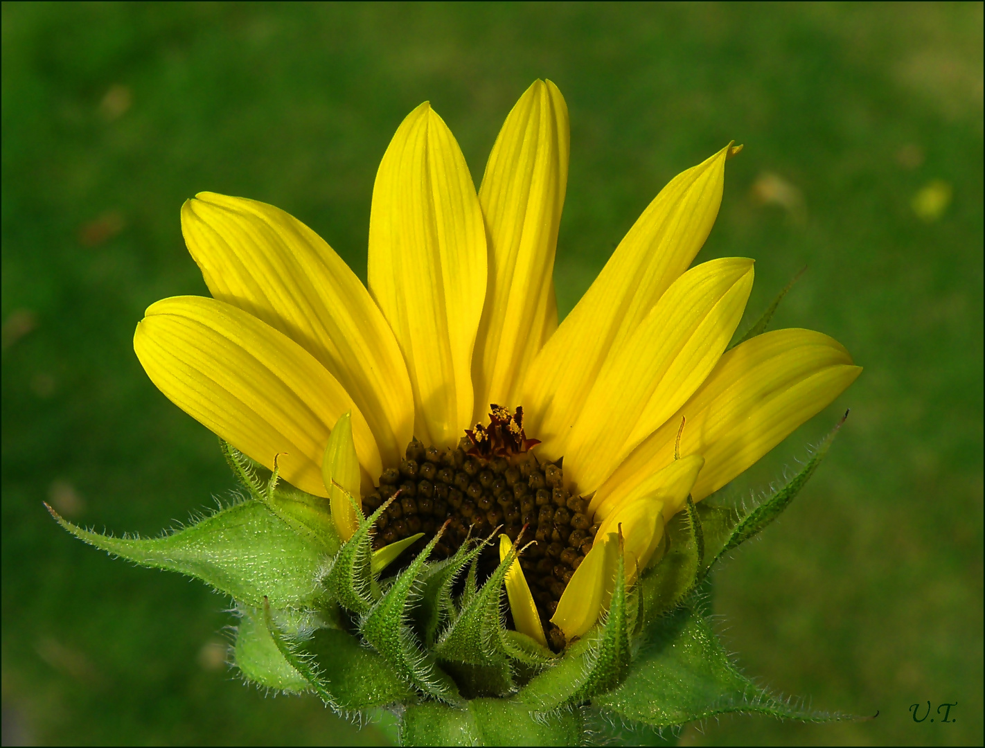 Hab Sonne im Herzen