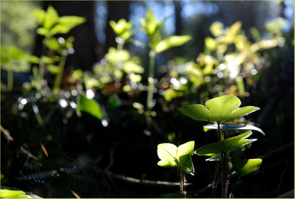 Hab Sonne im Herzen!