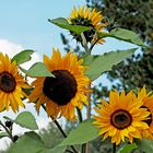 Hab Sonne im Herzen... - Le tournesol se tourne toujours vers le soleil!