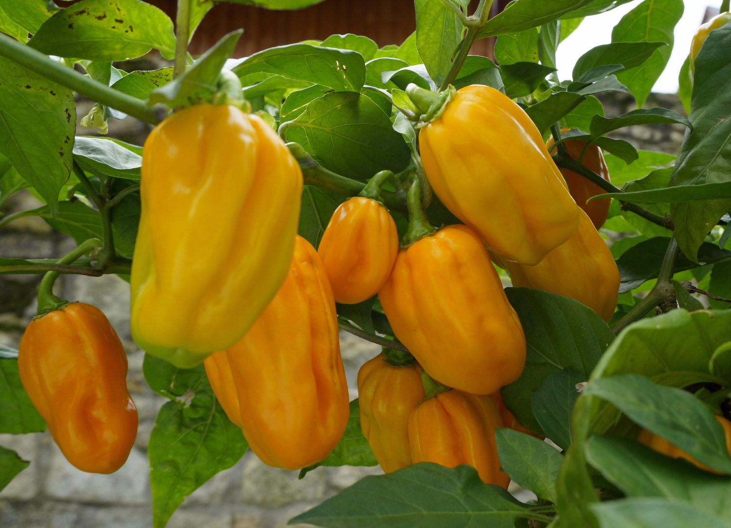 Habanero am Strauch