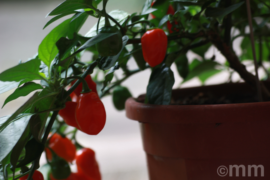 Habanero chili 1