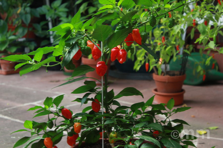 Habanero chili 2