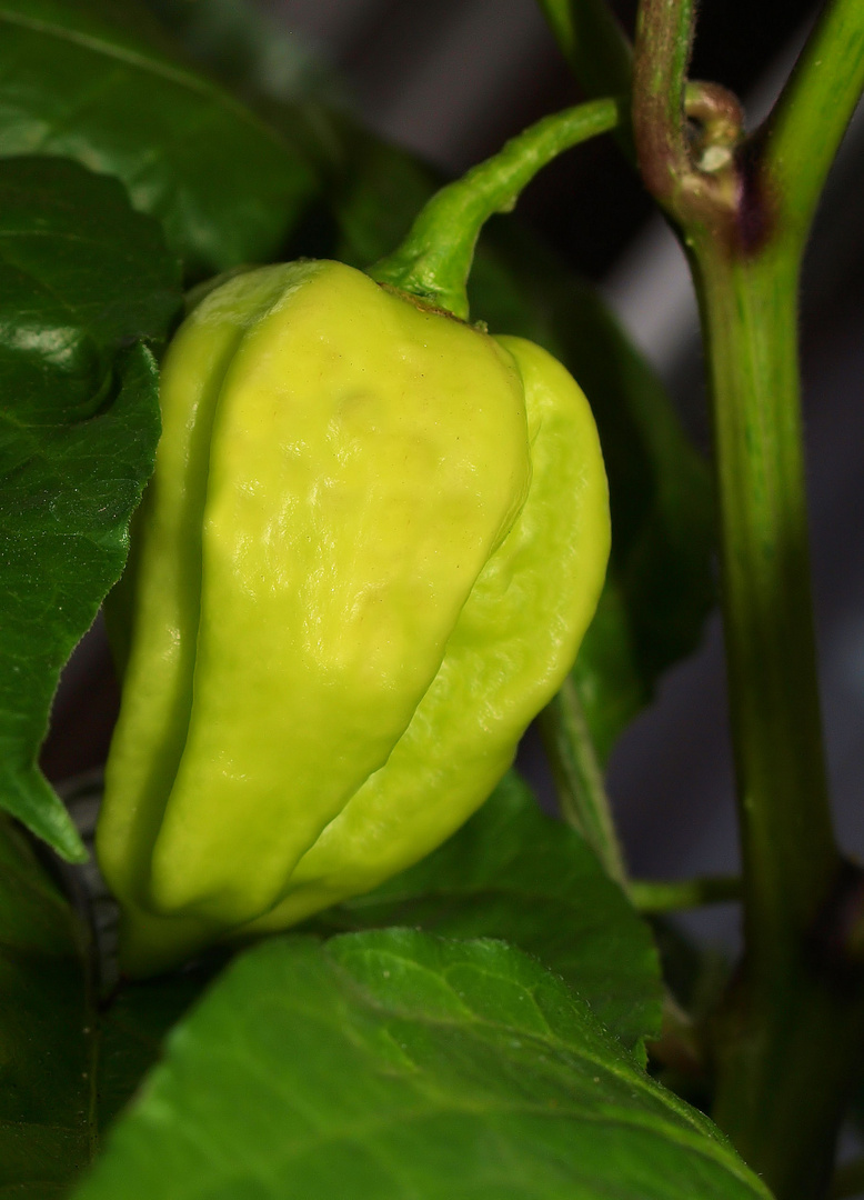 Habanero eigene Zucht noch grün....