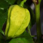 Habanero eigene Zucht noch grün....