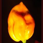 Habanero Flame