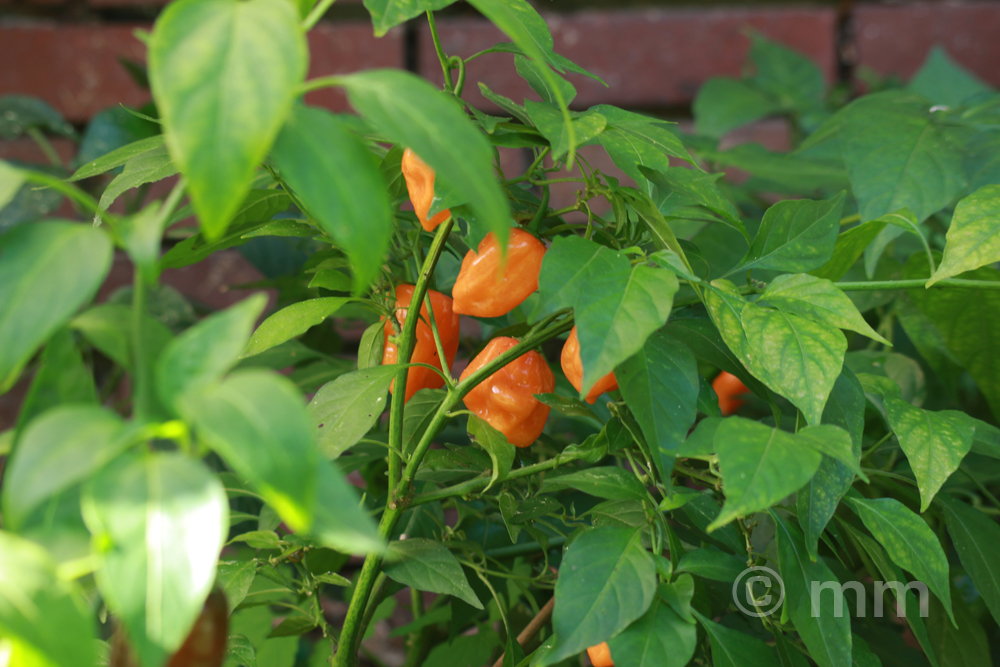 Habanero Orange