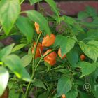 Habanero Orange