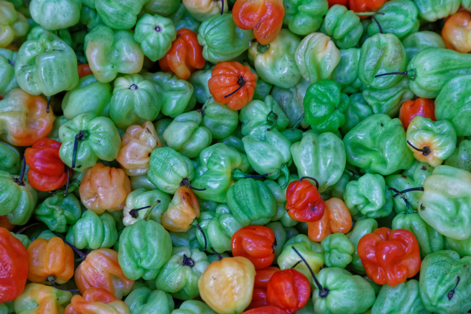 Habaneros