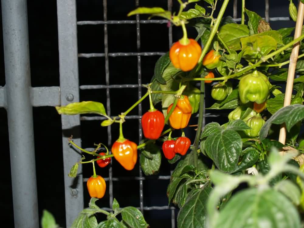 Habaneros2