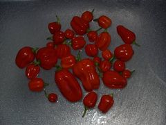 Habaneros3