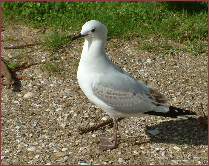 Habe alles im Blick!