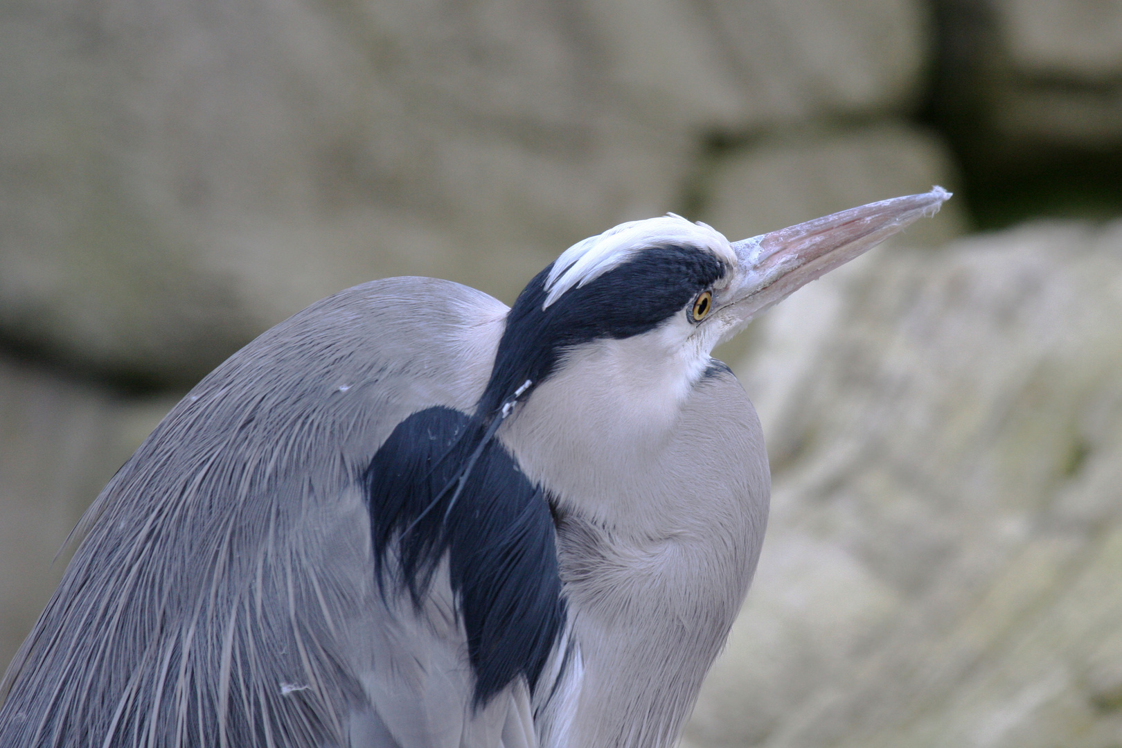 Habe alles im Blick