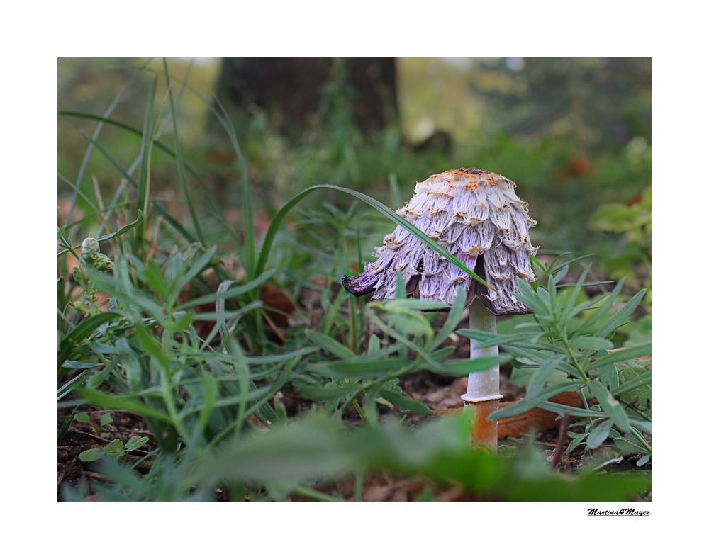 habe auch nen Pilz gefunden