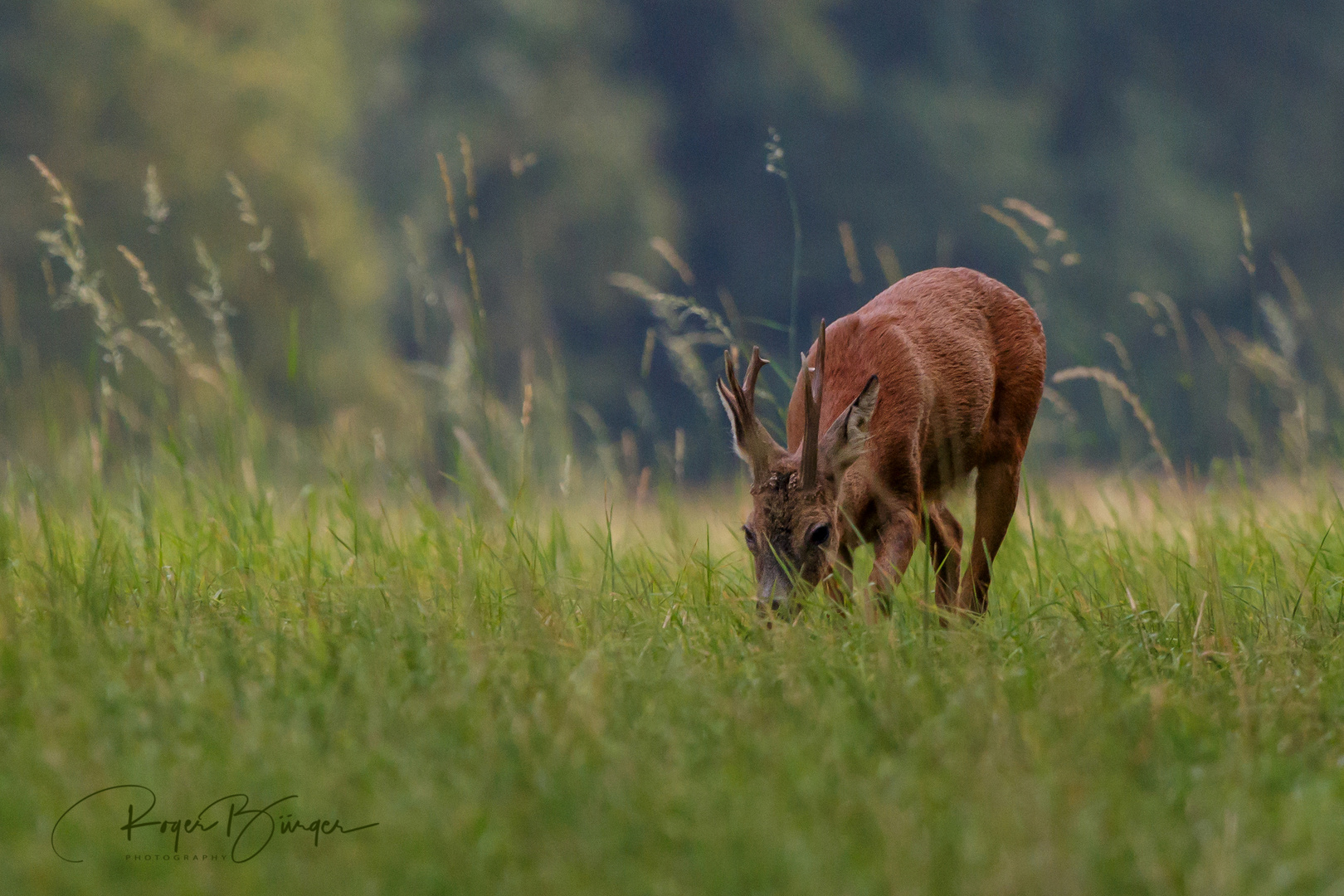 Habe Bock auf Bilder(n) ;-)