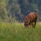 Habe Bock auf Bilder(n) ;-)