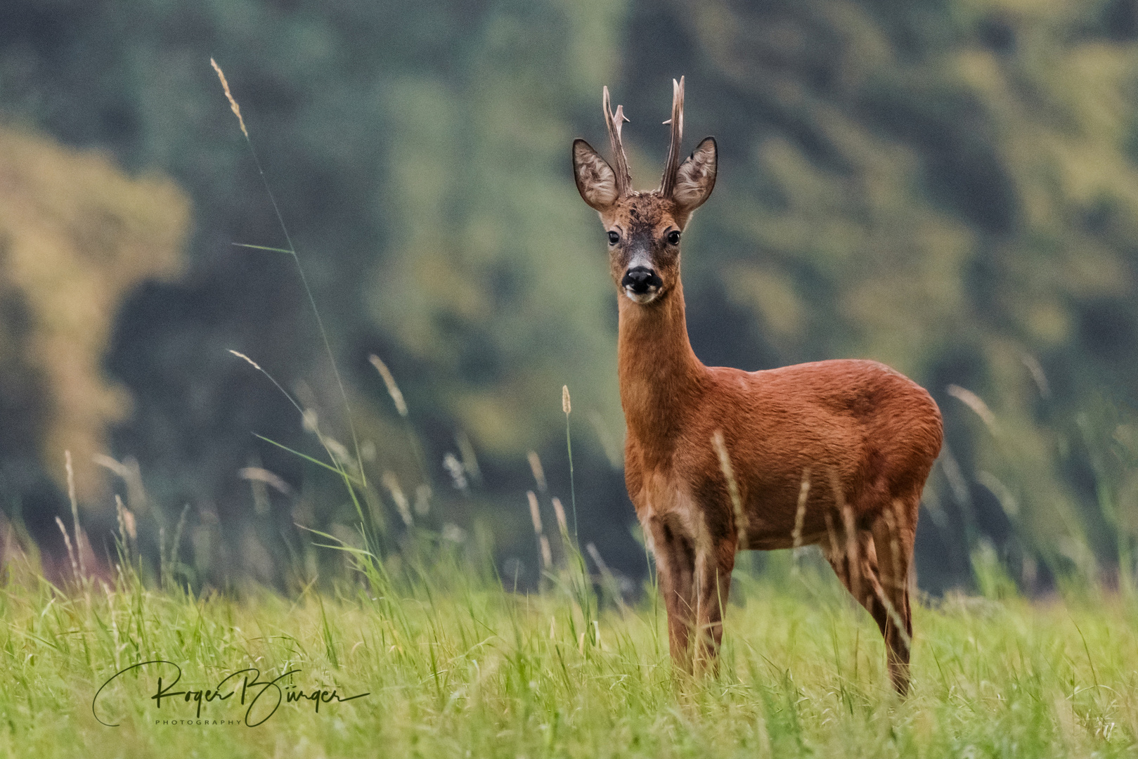 Habe Bock auf Bilder(n) ;-)