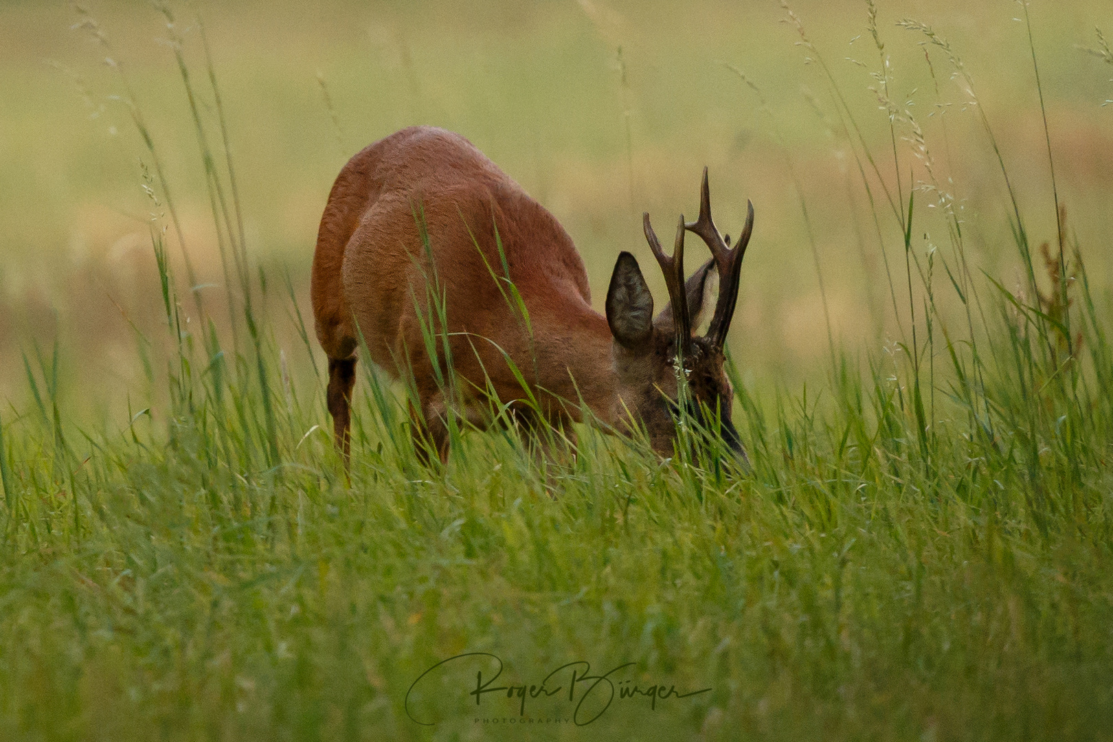 Habe Bock auf Bilder(n) ;-)