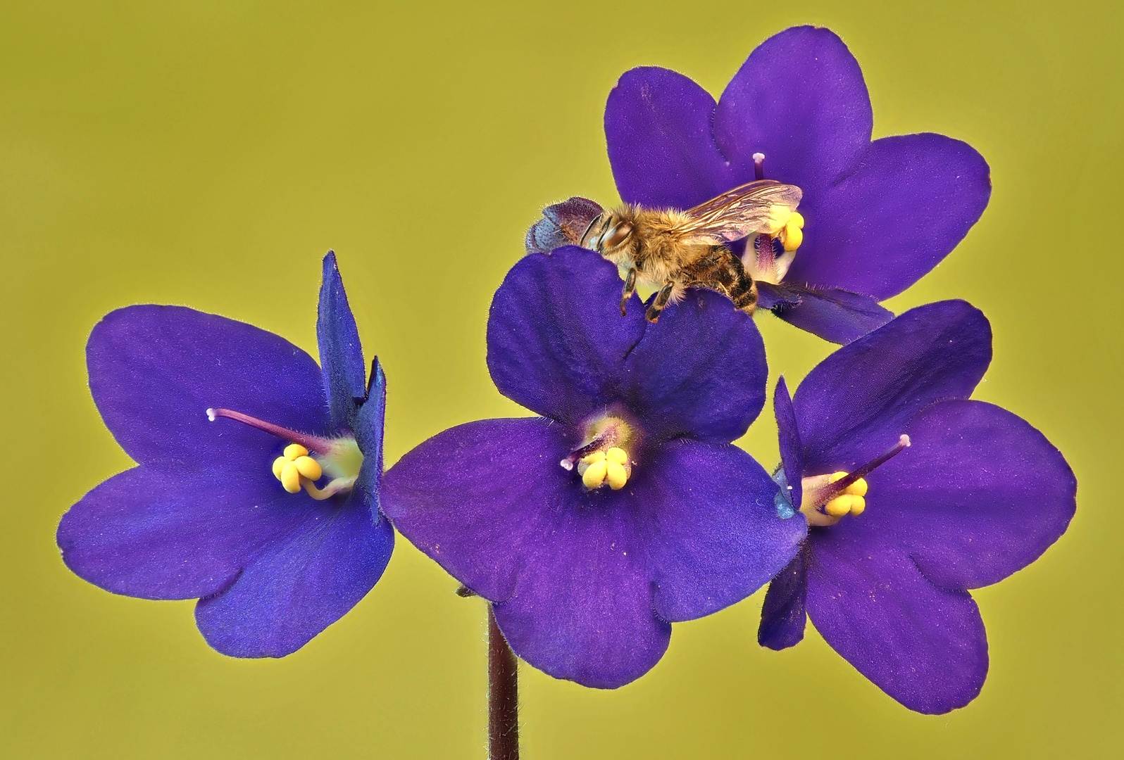 Habe da ein Veilchen mit Bienchen zum heutigen Mittwoch.