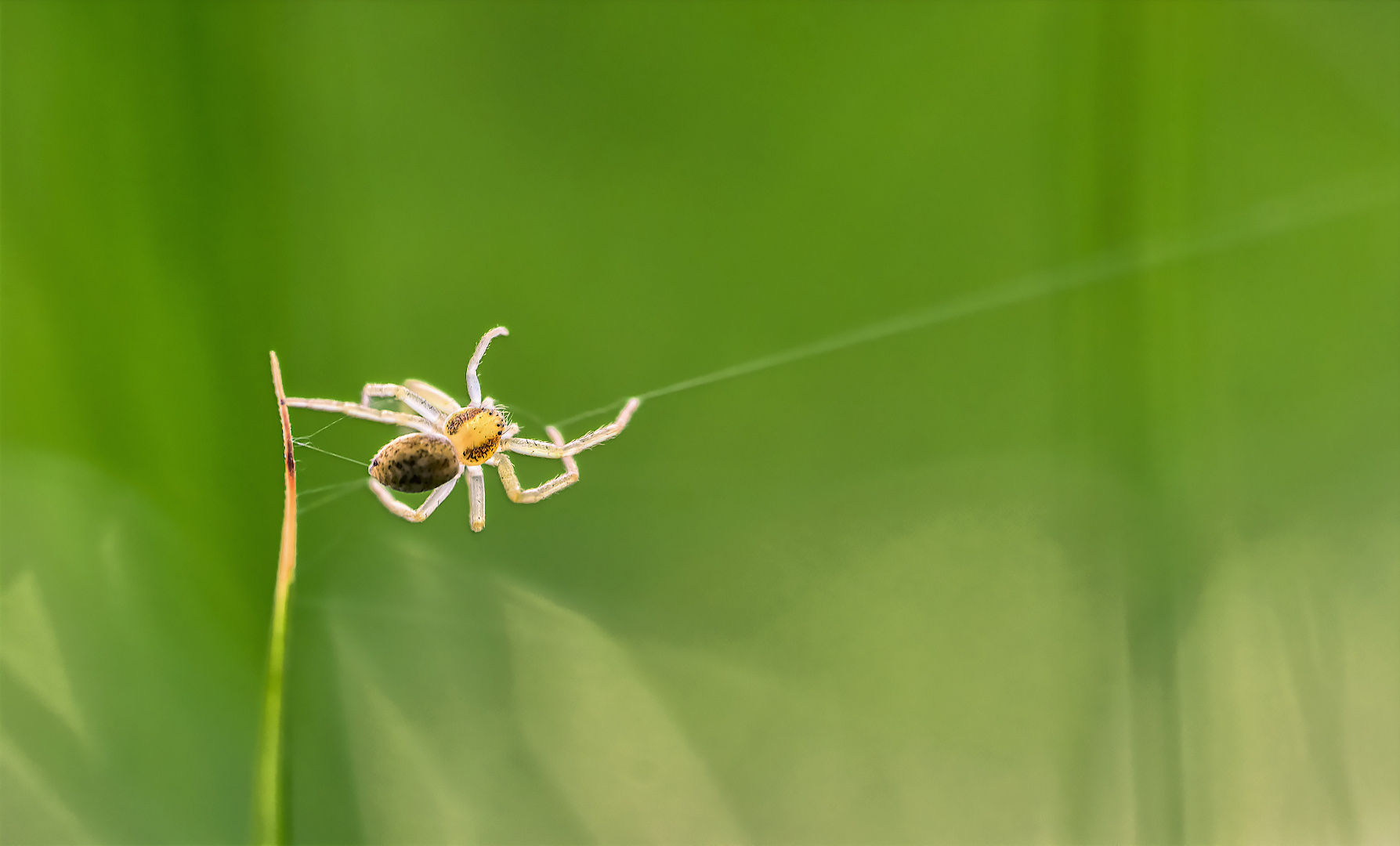 habe der kleinen spinne die hand gereicht ...