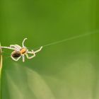 habe der kleinen spinne die hand gereicht ...