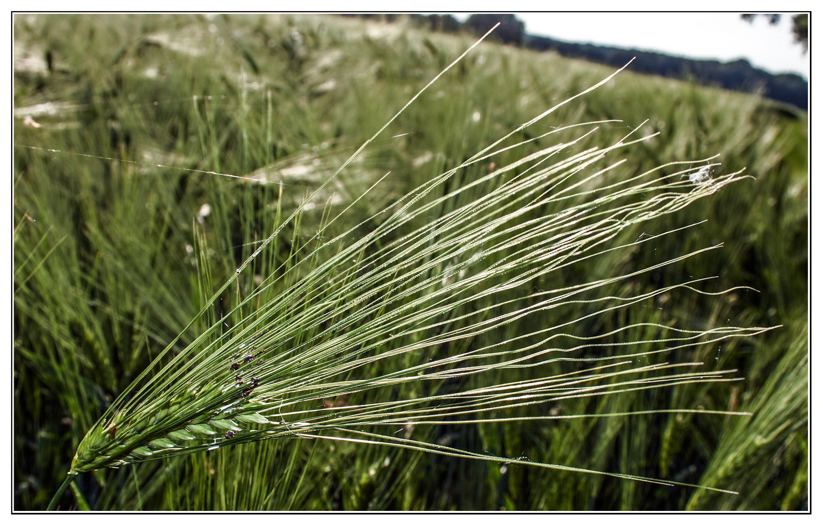 Habe die Ähre... Foto & Bild natur, pflanzen, pilze & flechten