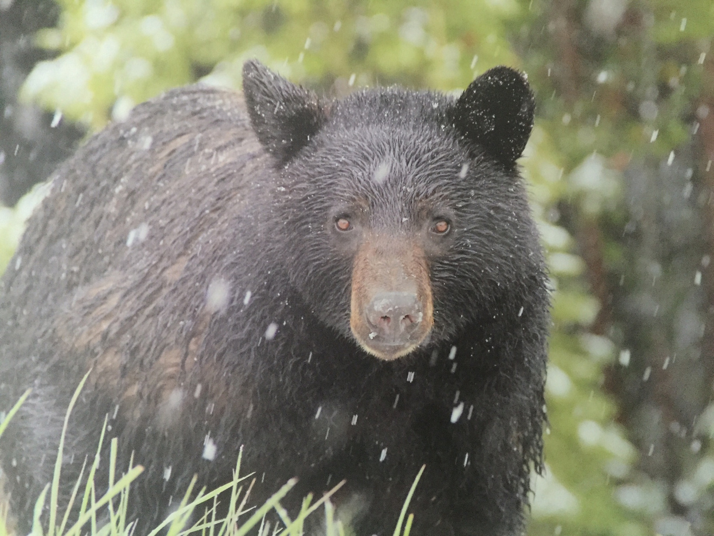 Habe diesen black bear in den Rockies getroffen