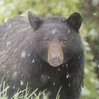 Habe diesen black bear in den Rockies getroffen