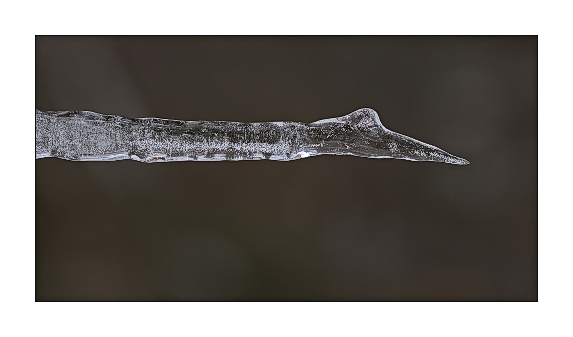 Habe endlich einen "Eisvogel" erwischt.......