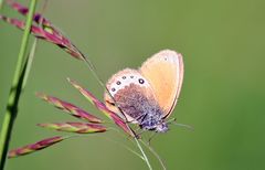 Habe extra das Schmetterligsbuch mitgenommen aber hier vergeblich