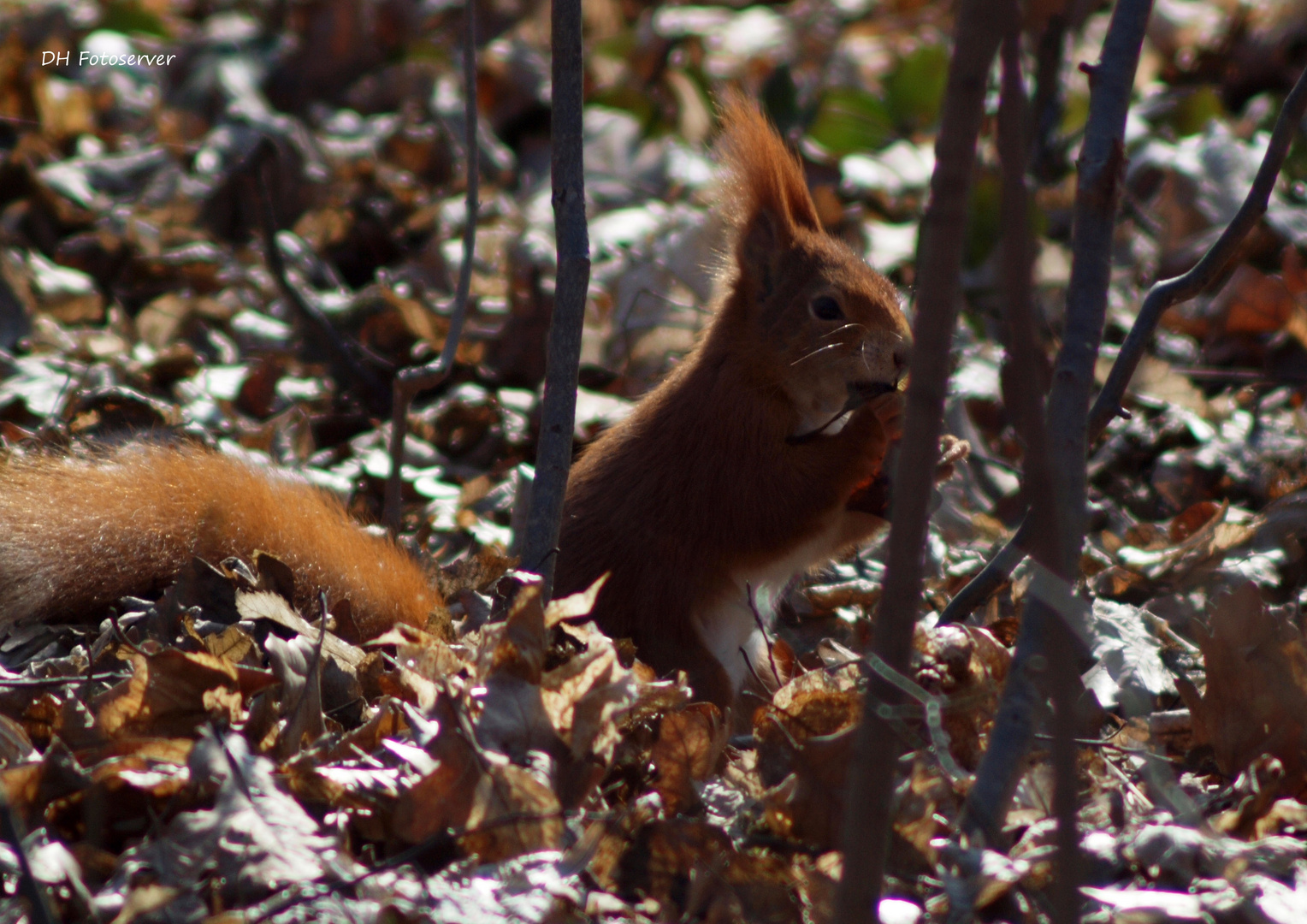 Habe Hunger nach dem Winter