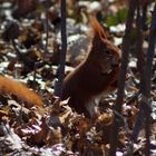 Habe Hunger nach dem Winter