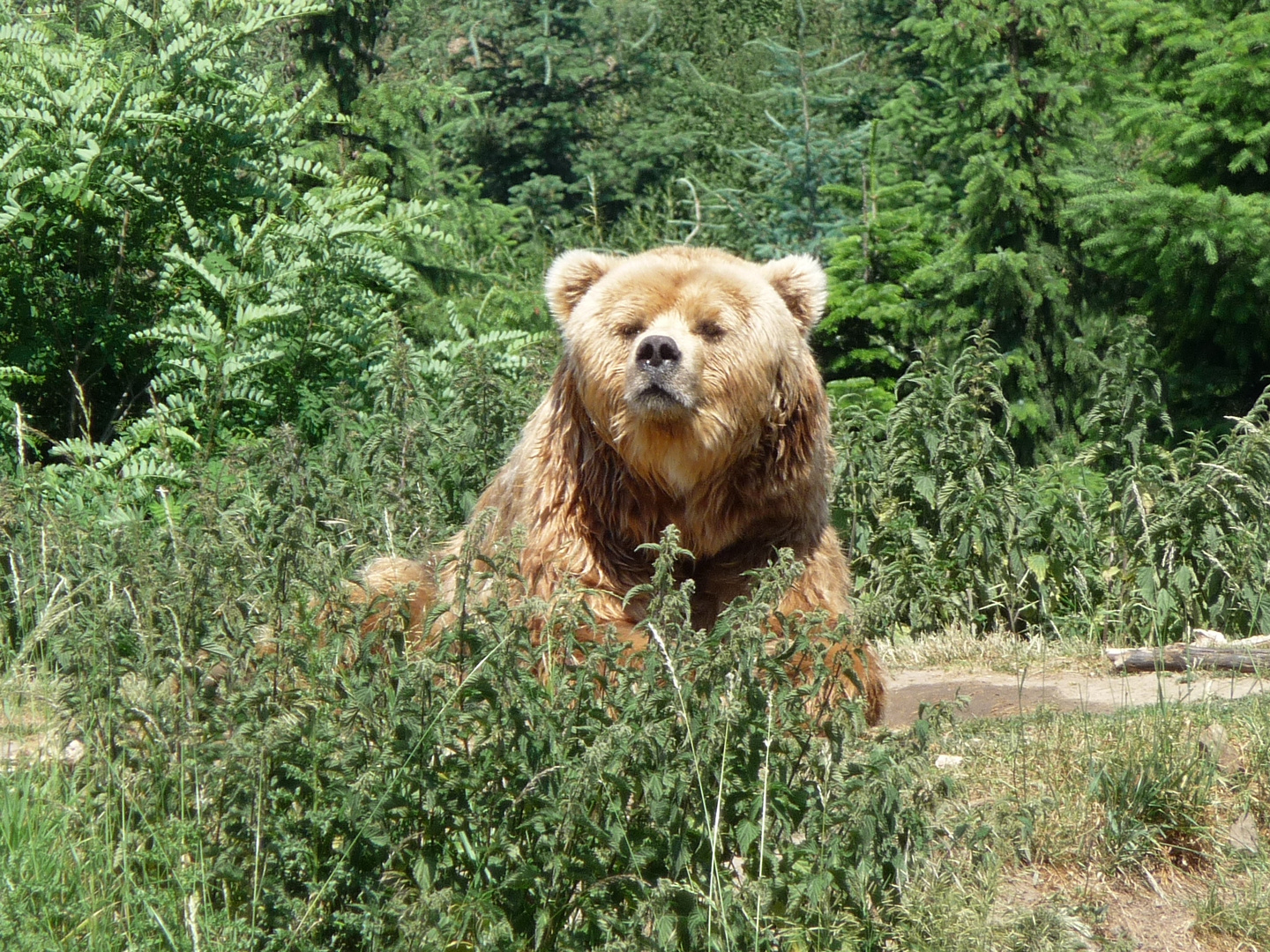 Habe ich hier einen Ewok erwischt??