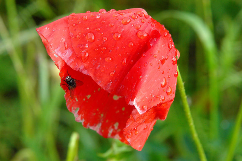 Habe ich nicht einen schönen Regenschirm?