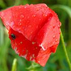 Habe ich nicht einen schönen Regenschirm?