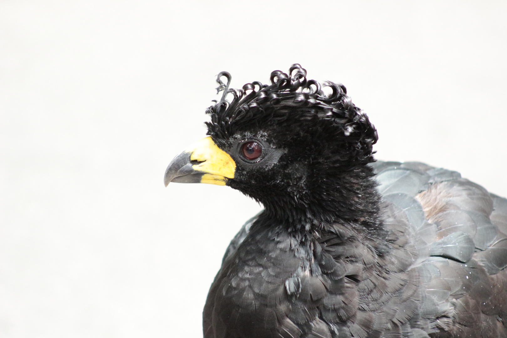 habe ich nicht schöne Locken?