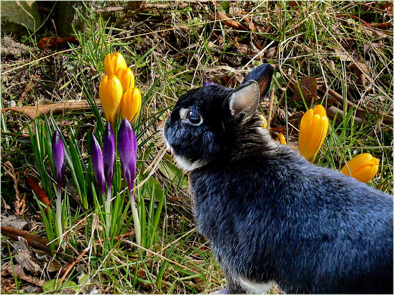 Habe ich Ostern schon verpasst ?