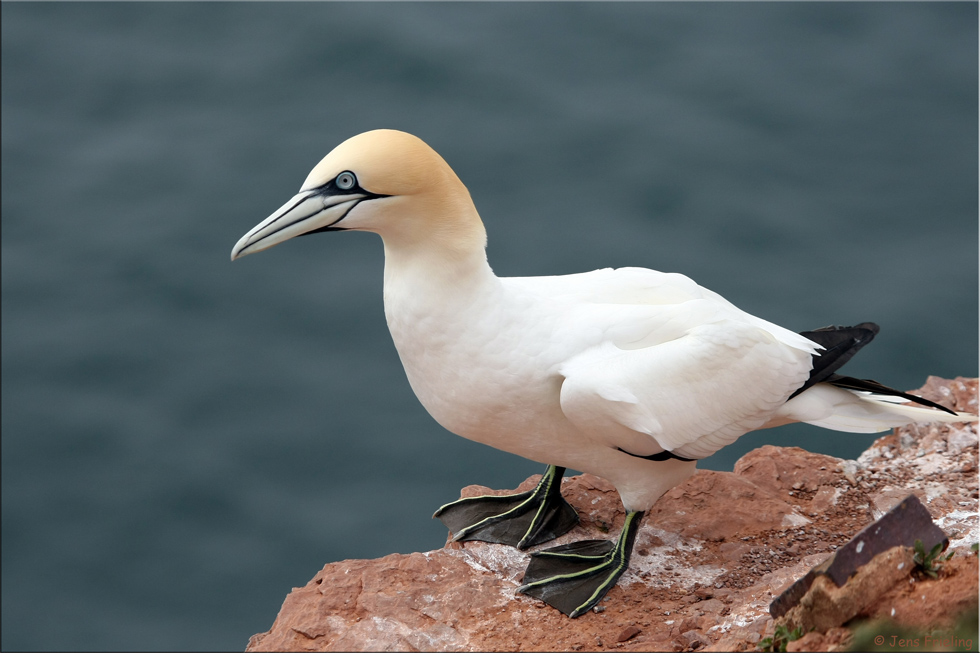 Habe ich schöne Füße! Basstölpel Helgoland