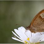 habe keine ahnung schmetterling